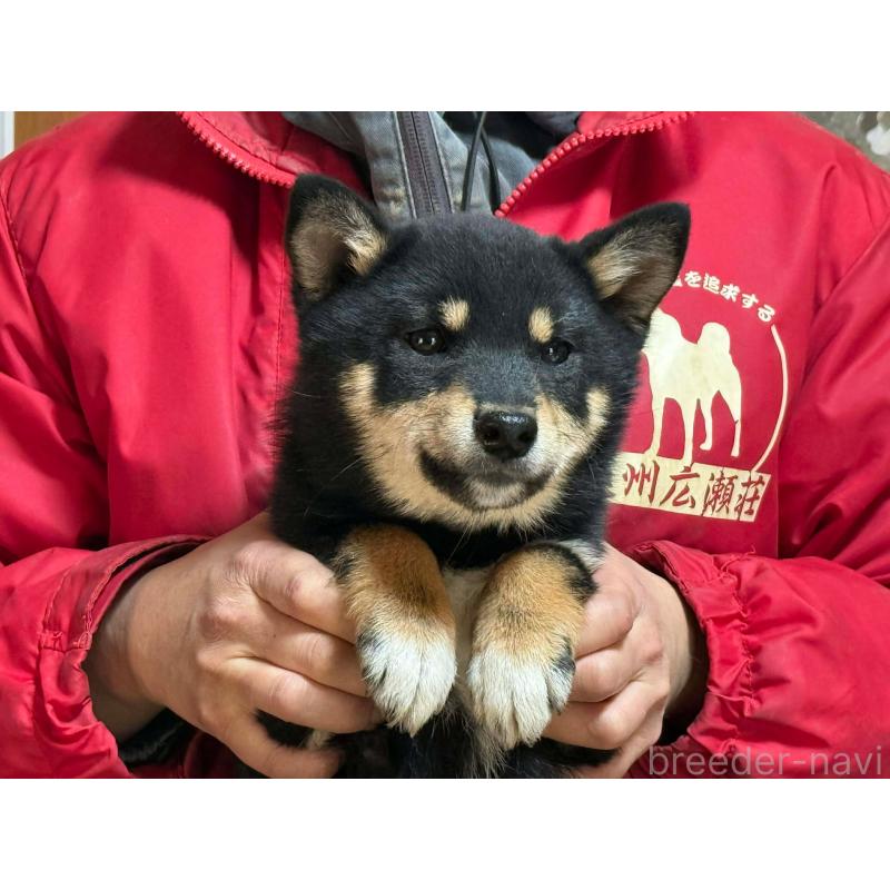 販売中の千葉県の豆柴-436349の2枚目