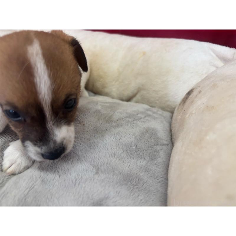 販売中の愛知県のジャックラッセルテリア-445575
