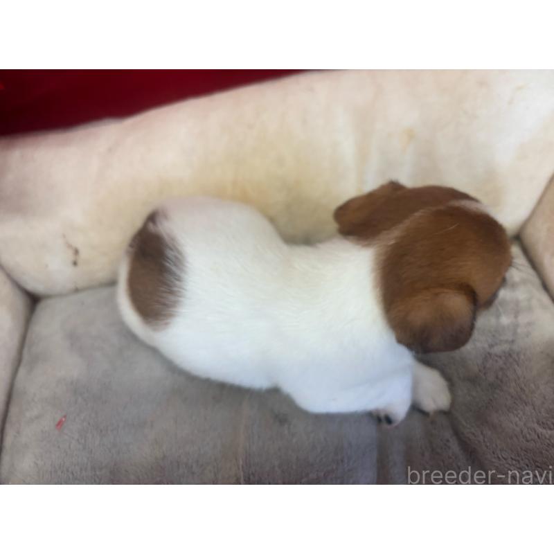 販売中の愛知県のジャックラッセルテリア-445575の2枚目