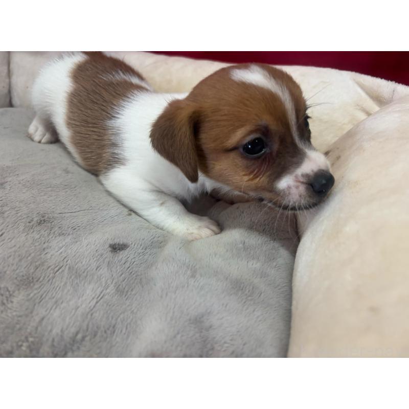 販売中の愛知県のジャックラッセルテリア-445576