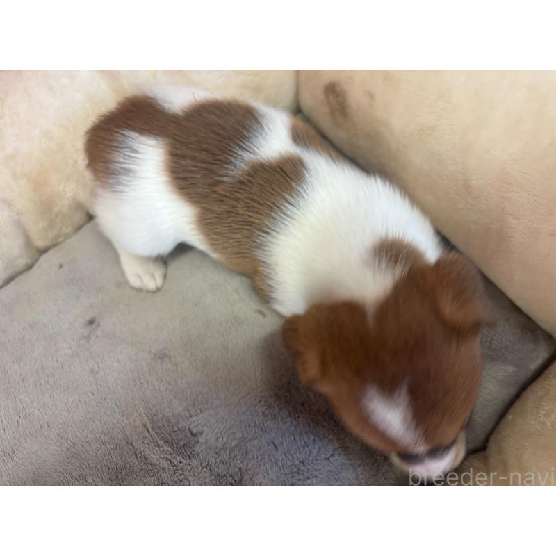 販売中の愛知県のジャックラッセルテリア-445576の2枚目