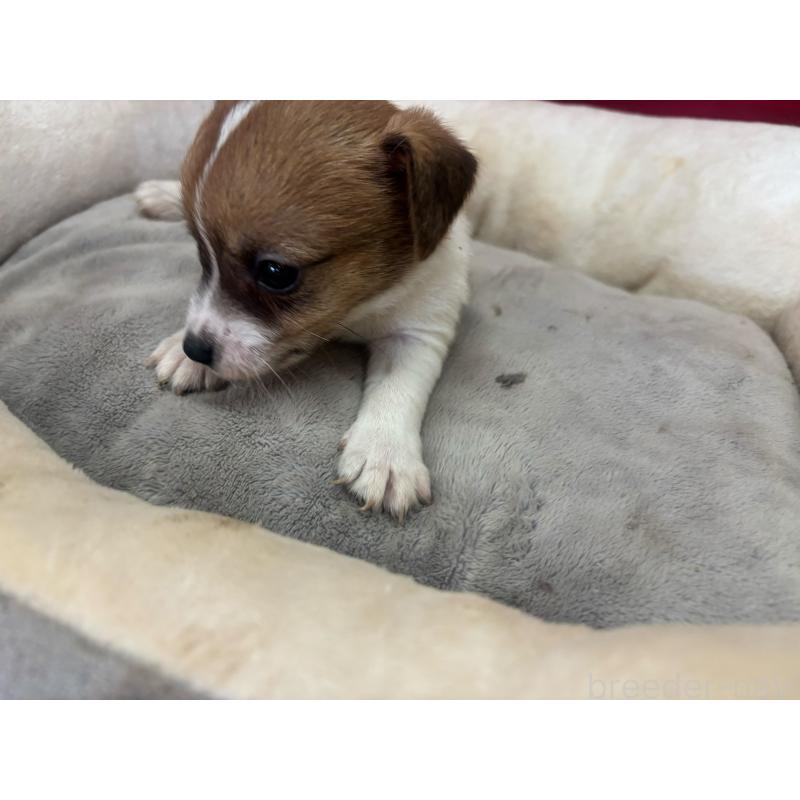 販売中の愛知県のジャックラッセルテリア-445577の1枚目