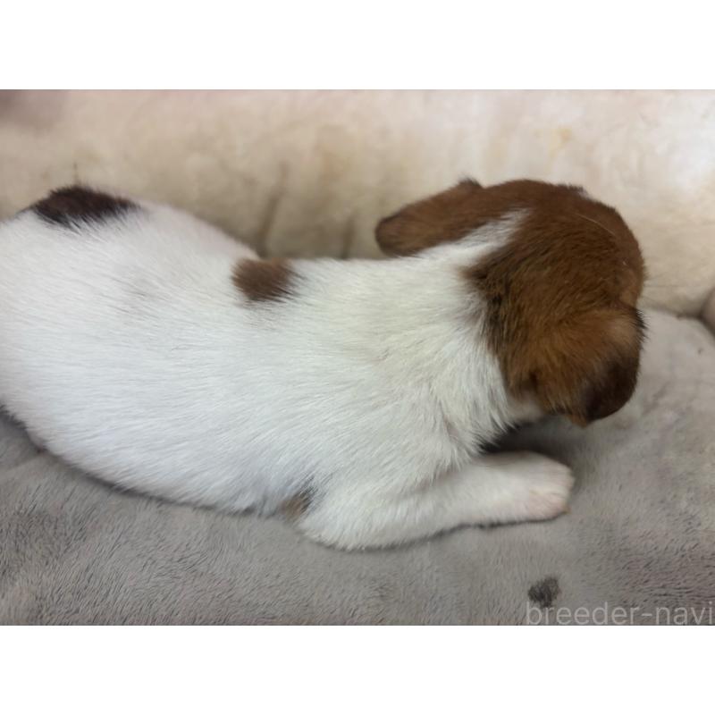 販売中の愛知県のジャックラッセルテリア-445577の2枚目