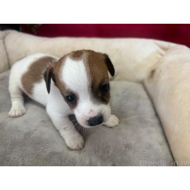 販売中の愛知県のジャックラッセルテリア-445578