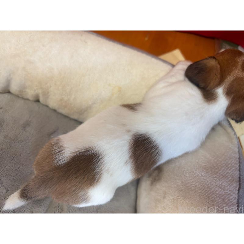 販売中の愛知県のジャックラッセルテリア-445578の2枚目