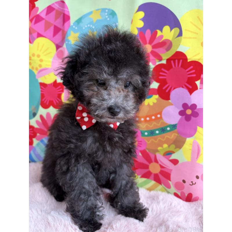 販売中の三重県のタイニープードル-436396の2枚目