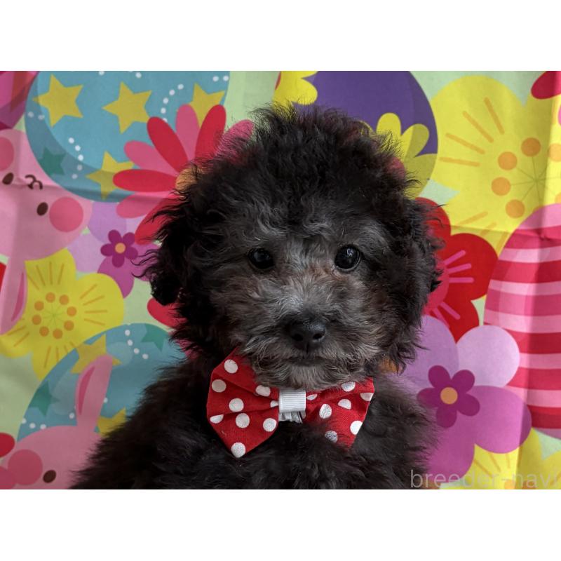 販売中の三重県のタイニープードル-436396