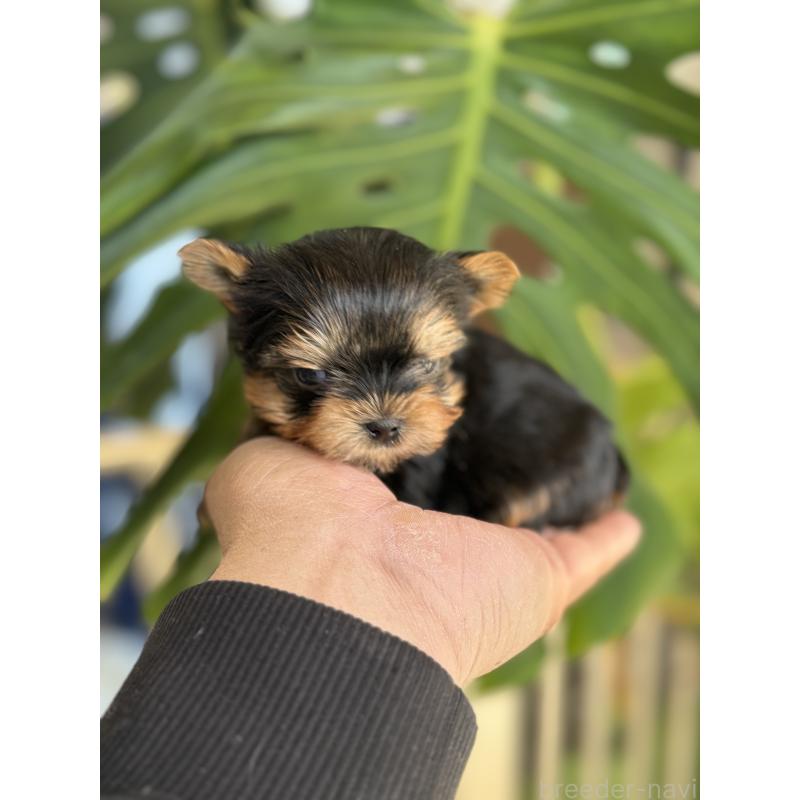 販売中の静岡県のヨークシャーテリア-445585の5枚目