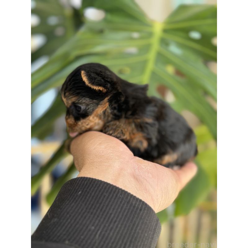 販売中の静岡県のヨークシャーテリア-445585の4枚目