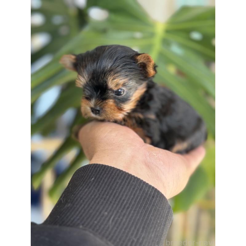 販売中の静岡県のヨークシャーテリア-445585の3枚目