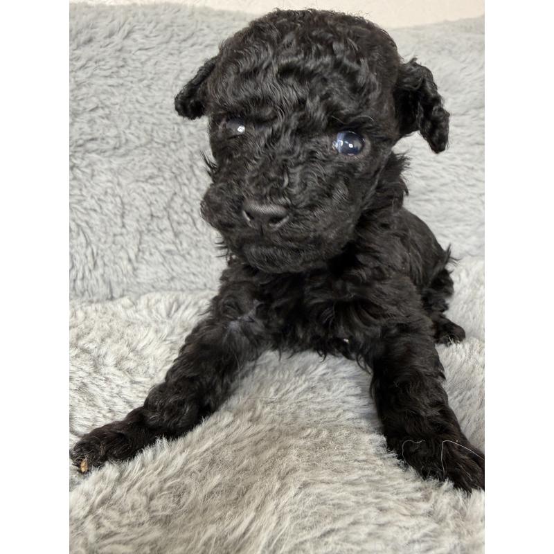 販売中の福岡県のトイプードル-445587の3枚目