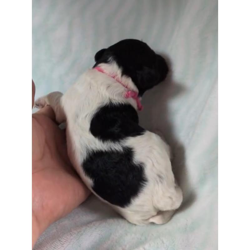 販売中の北海道のトイプードル-444439