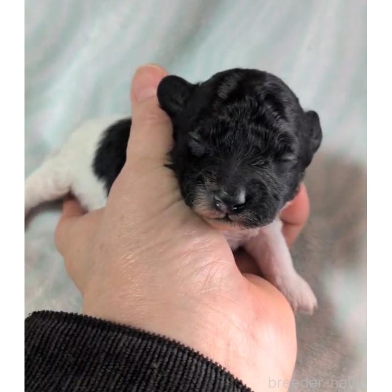 販売中の北海道のトイプードル-444439の7枚目