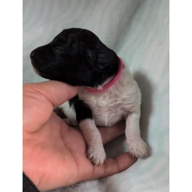 販売中の北海道のトイプードル-444439の6枚目