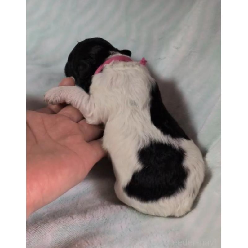 販売中の北海道のトイプードル-444439の5枚目