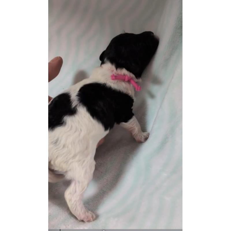 販売中の北海道のトイプードル-444439の4枚目