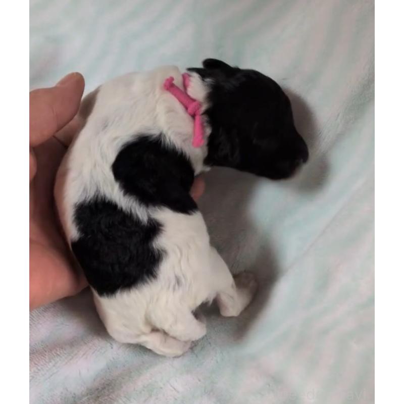 販売中の北海道のトイプードル-444439の3枚目