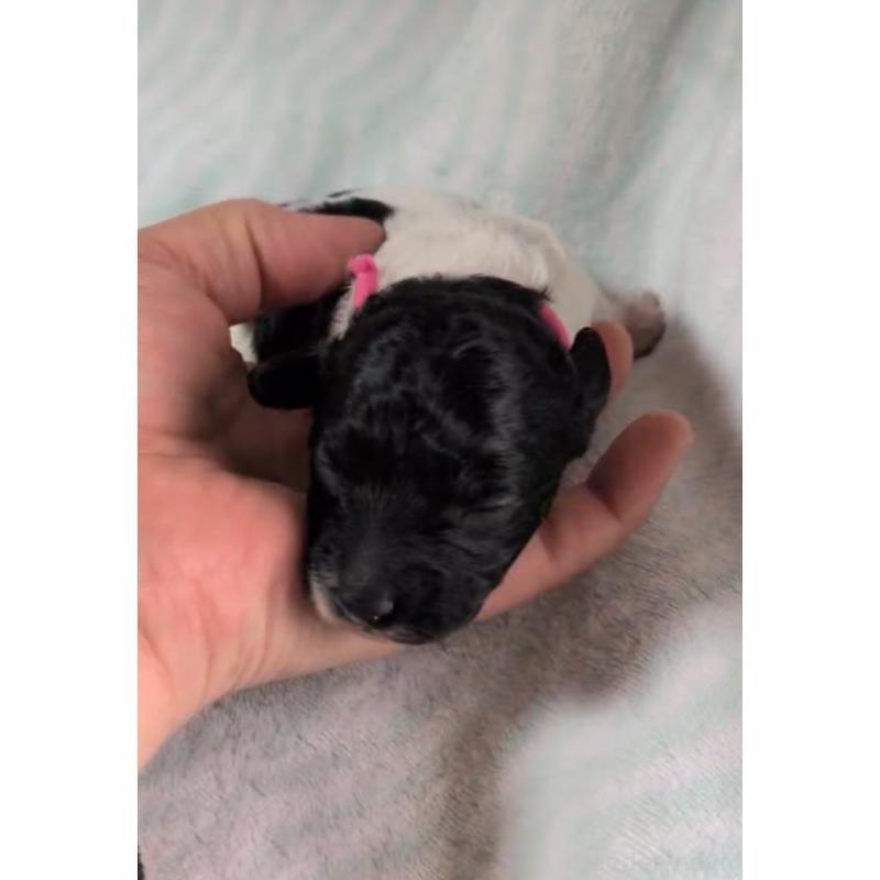 販売中の北海道のトイプードル-444439の2枚目