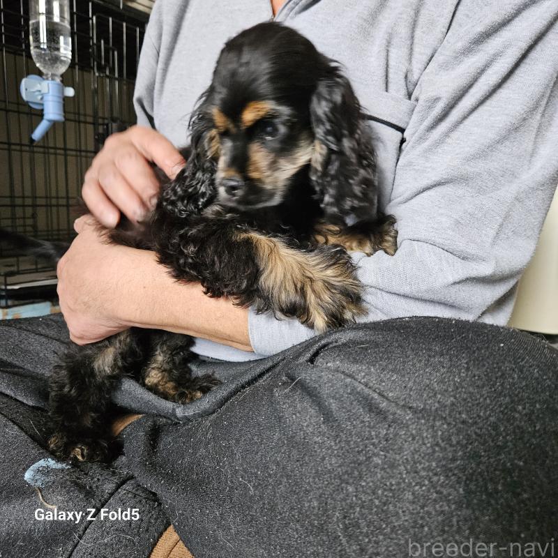 販売中の愛知県のアメリカンコッカースパニエル-443092