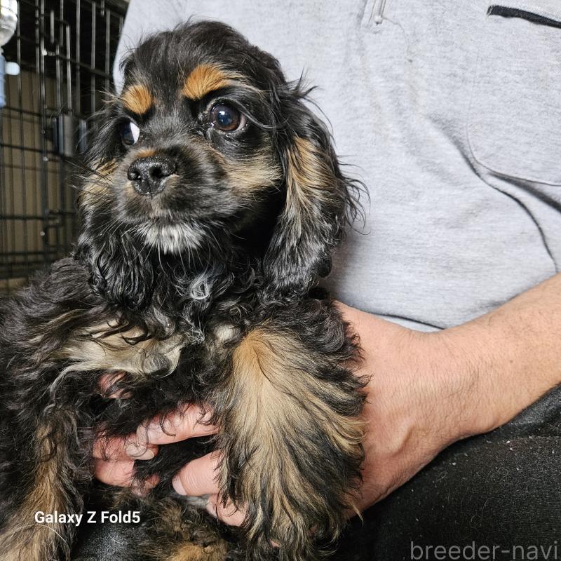 販売中の愛知県のアメリカンコッカースパニエル-440002の3枚目