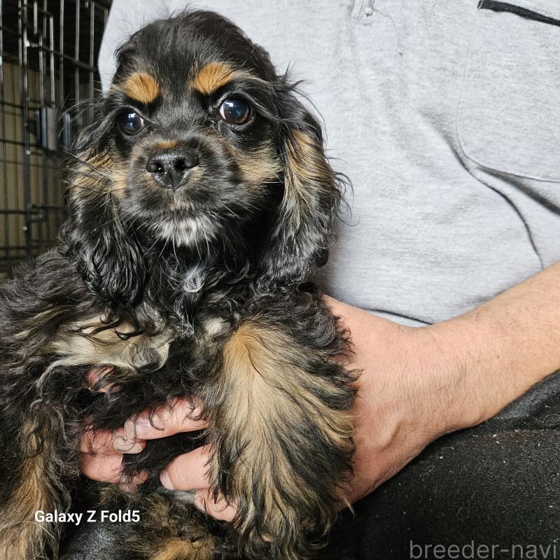 販売中の愛知県のアメリカンコッカースパニエル-440002の2枚目