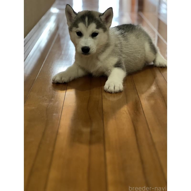 販売中の静岡県のシベリアンハスキー-436484の5枚目