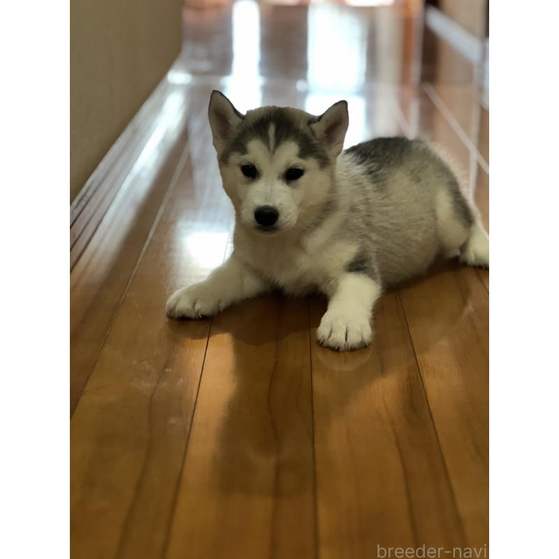 販売中の静岡県のシベリアンハスキー-436484の4枚目