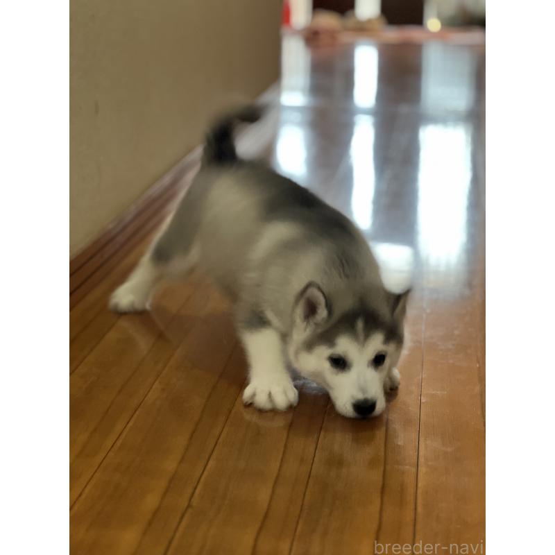 販売中の静岡県のシベリアンハスキー-436484の3枚目