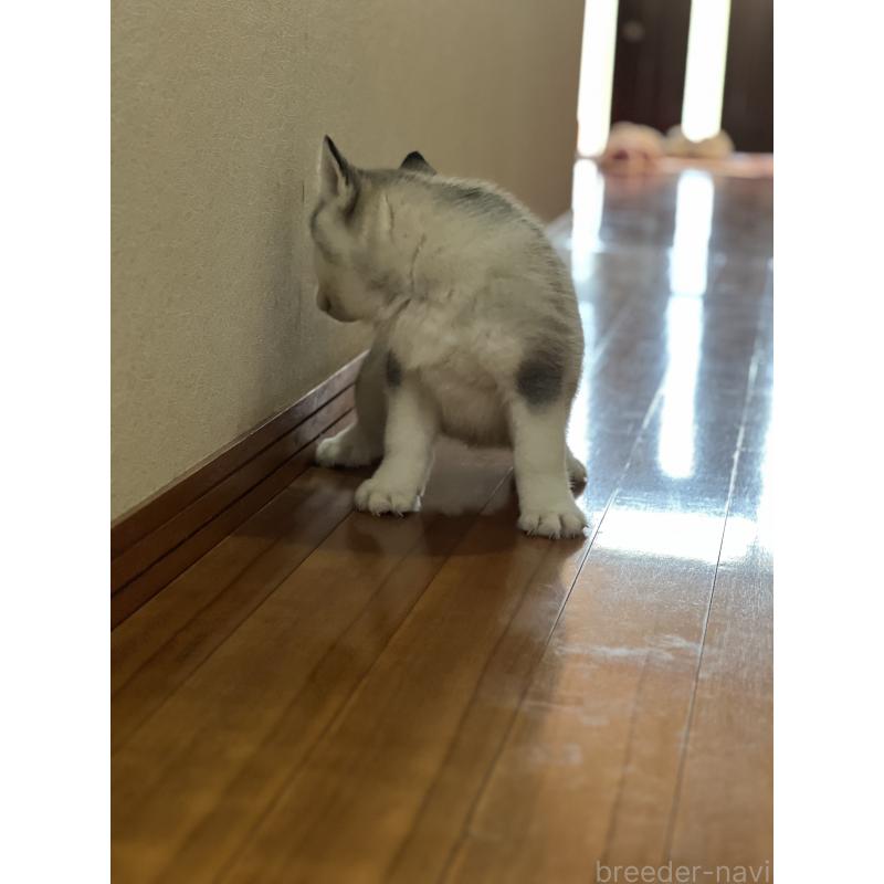 販売中の静岡県のシベリアンハスキー-436484の2枚目