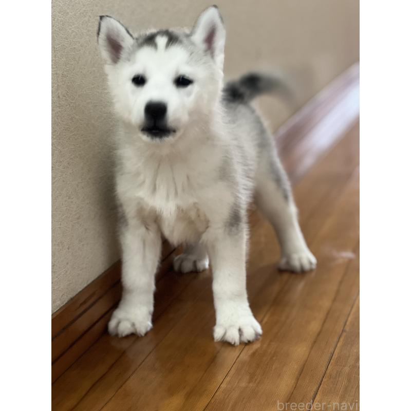 販売中の静岡県のシベリアンハスキー-436483の6枚目