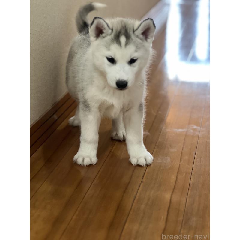 販売中の静岡県のシベリアンハスキー-436483の5枚目