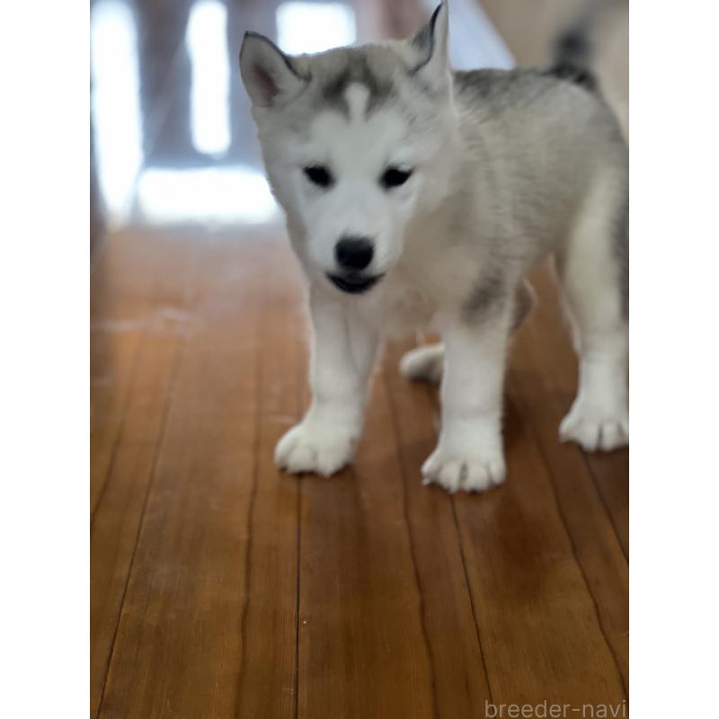 販売中の静岡県のシベリアンハスキー-436483の4枚目