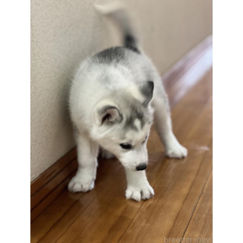 販売中の静岡県のシベリアンハスキー-436483の3枚目