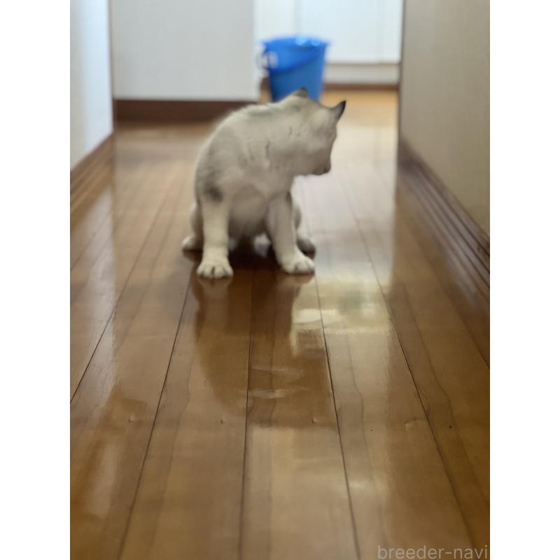 販売中の静岡県のシベリアンハスキー-436483の2枚目