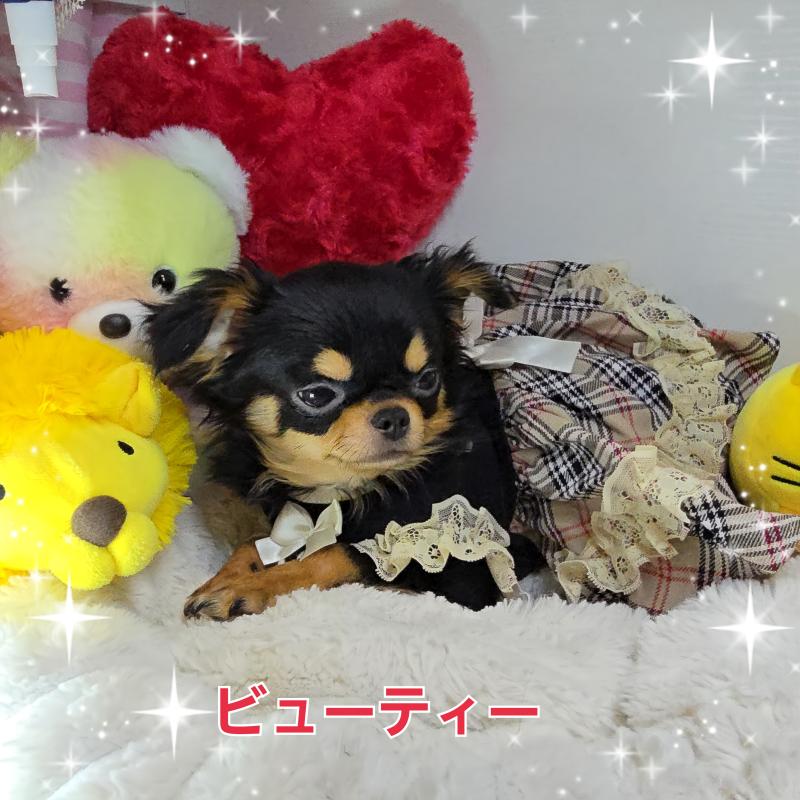 販売中の東京都のチワワ(ロングコート)-423308