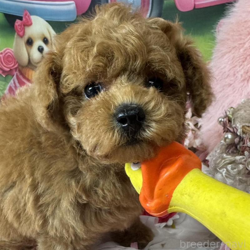 販売中の広島県のトイプードル-440244