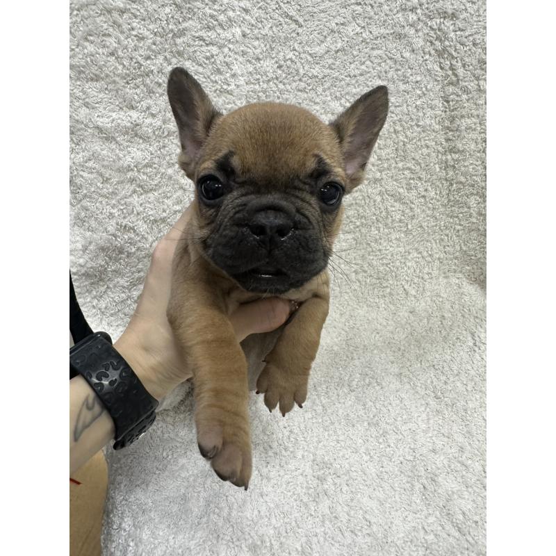販売中の千葉県のフレンチブルドッグ-445588の5枚目
