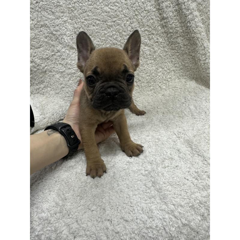 販売中の千葉県のフレンチブルドッグ-445588