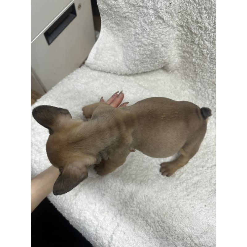 販売中の千葉県のフレンチブルドッグ-445588の3枚目