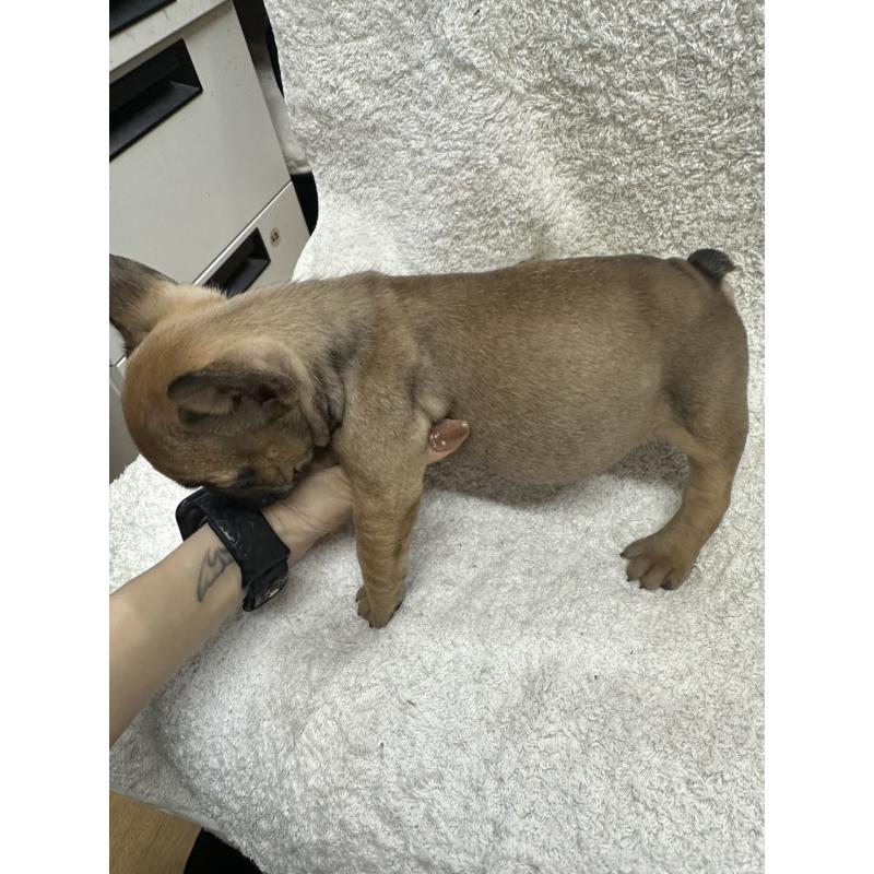販売中の千葉県のフレンチブルドッグ-445588の2枚目