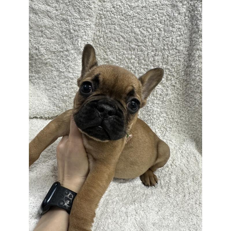 販売中の千葉県のフレンチブルドッグ-445589の1枚目