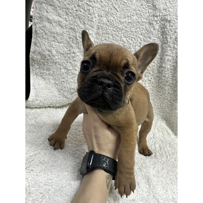 販売中の千葉県のフレンチブルドッグ-445589の5枚目