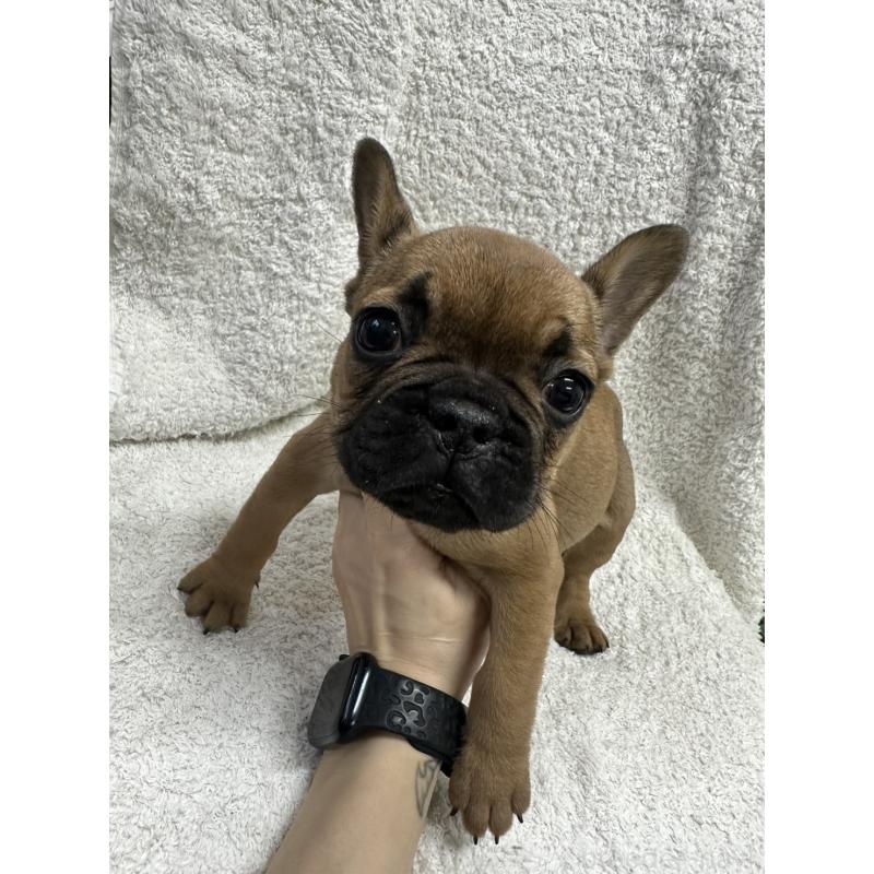 販売中の千葉県のフレンチブルドッグ-445589の4枚目