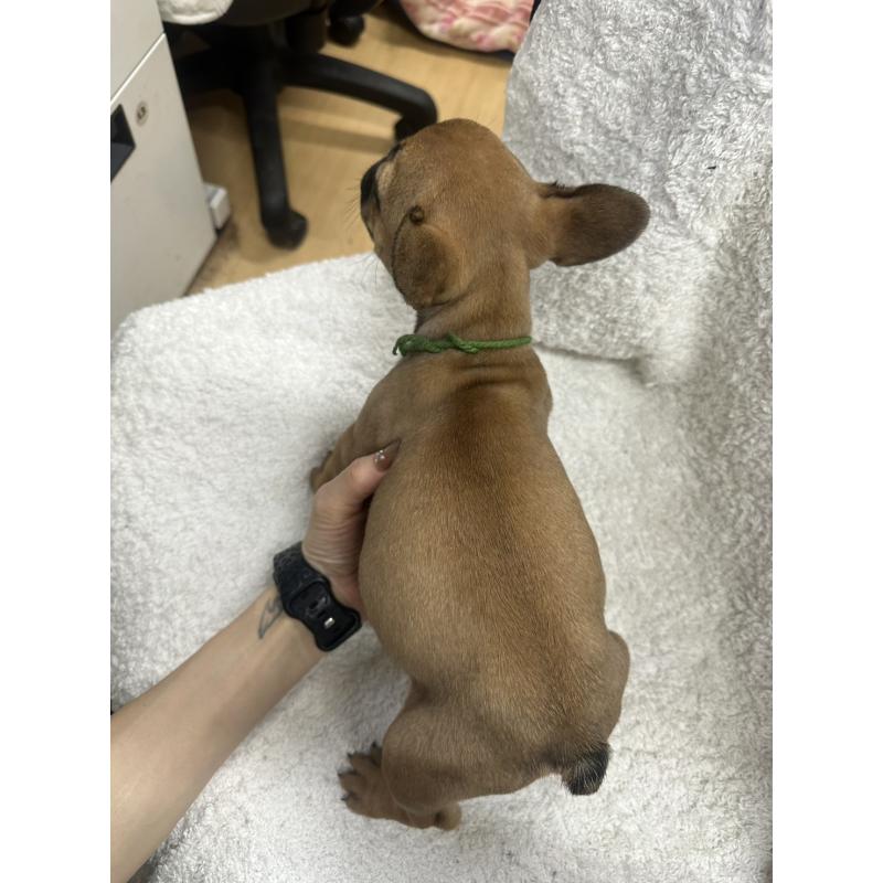 販売中の千葉県のフレンチブルドッグ-445589の3枚目