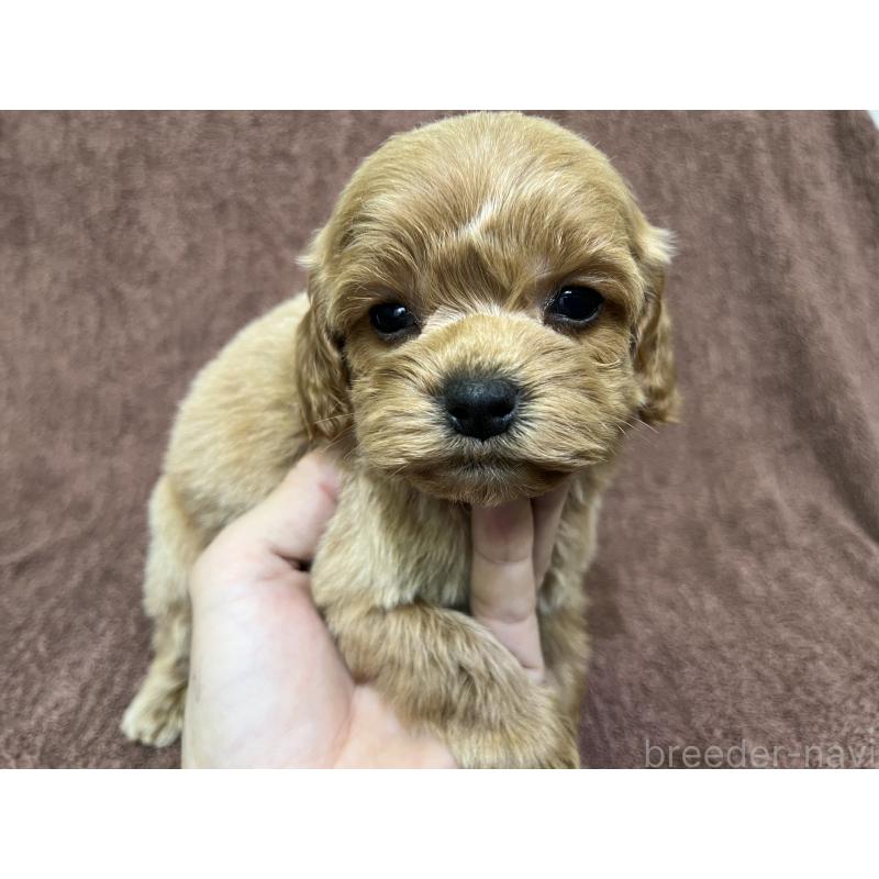 販売中の茨城県のコッカプー:アメリカンコッカースパニエル×トイプードル-445591の15枚目