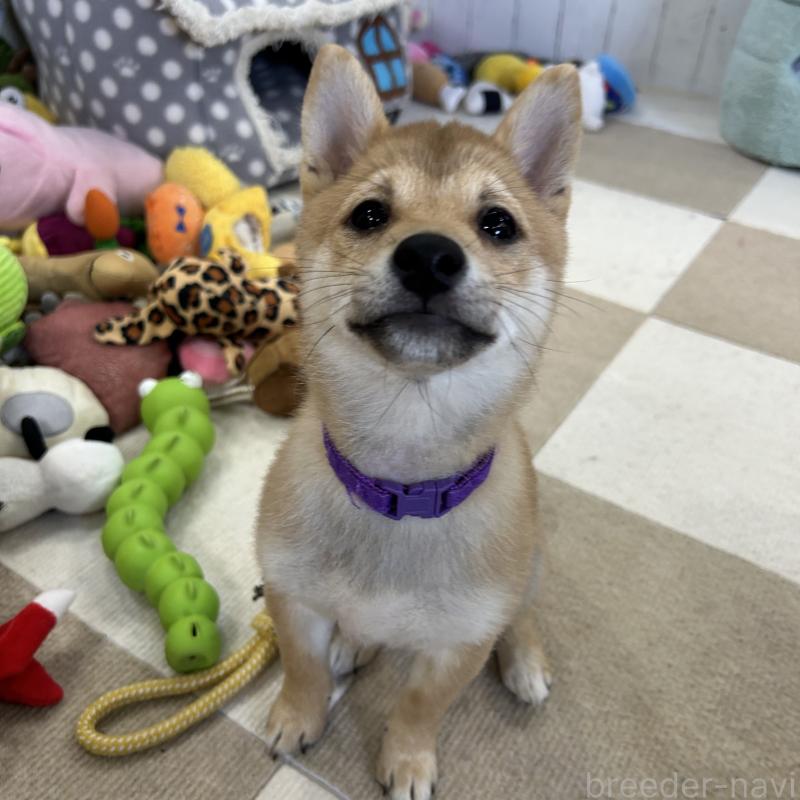 販売中の鹿児島県の豆柴-432162