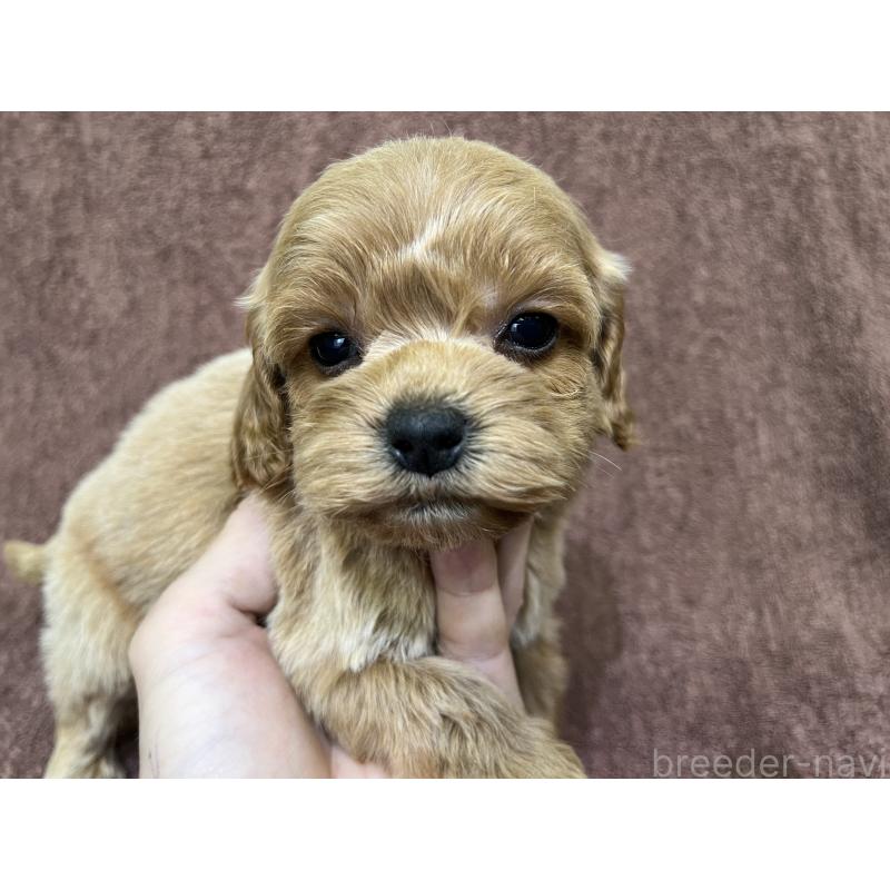 販売中の茨城県のコッカプー:アメリカンコッカースパニエル×トイプードル-445591の14枚目