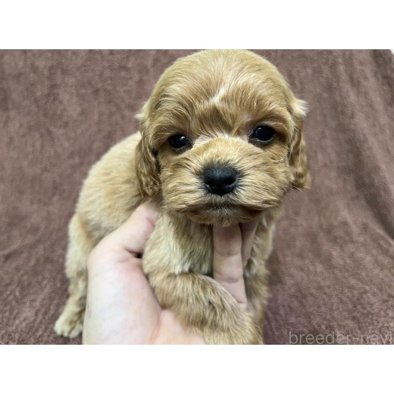 販売中の茨城県のコッカプー:アメリカンコッカースパニエル×トイプードル-445591の13枚目