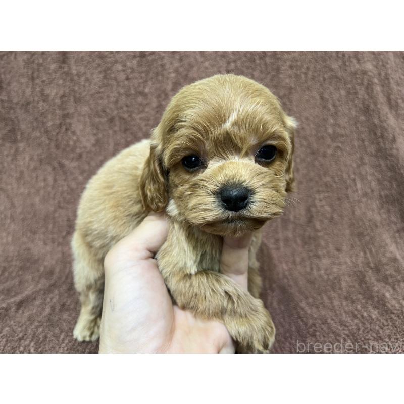 販売中の茨城県のコッカプー:アメリカンコッカースパニエル×トイプードル-445591の12枚目