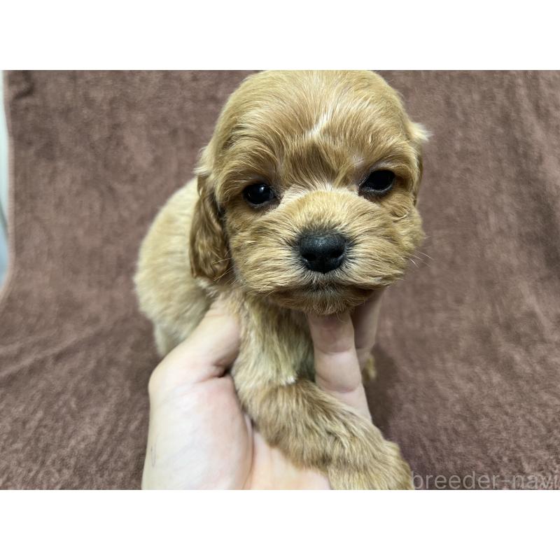 販売中の茨城県のコッカプー:アメリカンコッカースパニエル×トイプードル-445591の11枚目